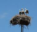 IMG_6909 2